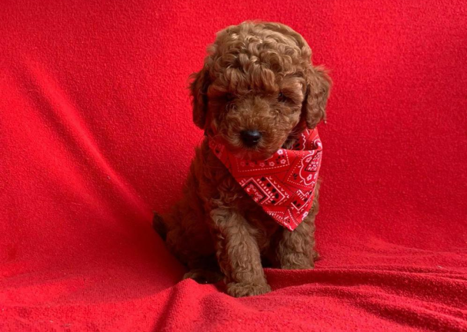 Safkan Toy Poodle Yavrularımız